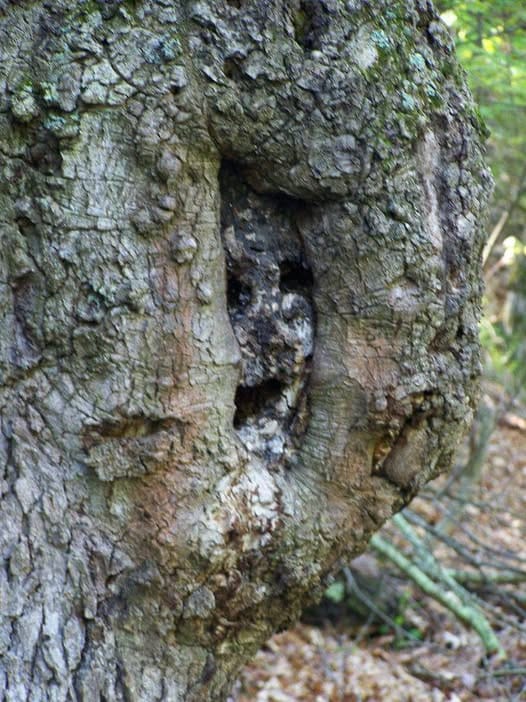 El árbol con rostro: Un rostro similar en otro árbol. El del relato era más definido.