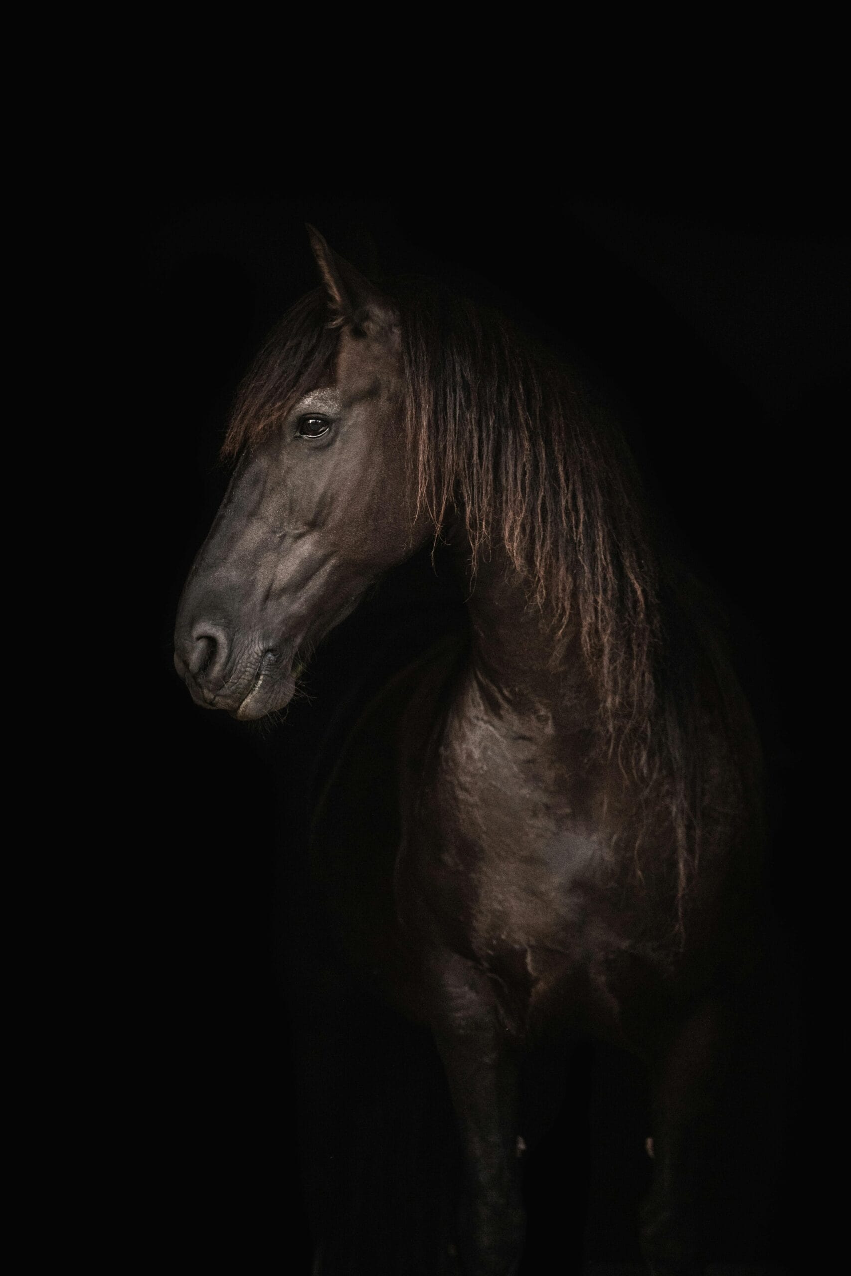 Caballo del futuro Charro Negro.
